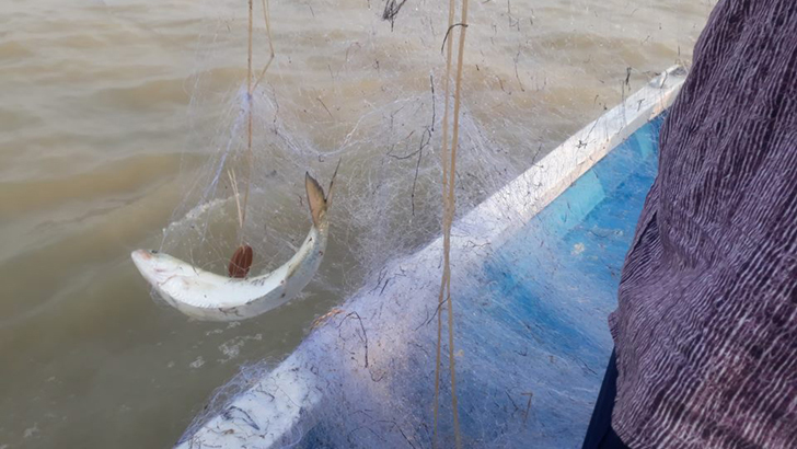 চলছে হিজলার মেঘনায় অভায়াস্ত্রম॥ইলিশ রাজ্যে ওরা কারা ?