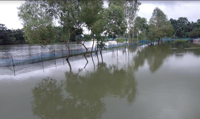 চতুর্থ বারের বন্যায় ধর্মপাশায় তলিয়ে গেছে রোপা-আমন