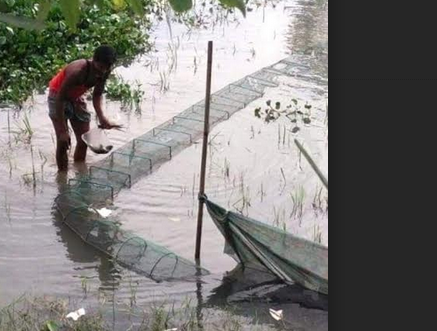 মধুপুরে চায়না জাল দিয়ে চলছে মাছ নিধন,প্রশাসন নিরব ভূমিকায় !
