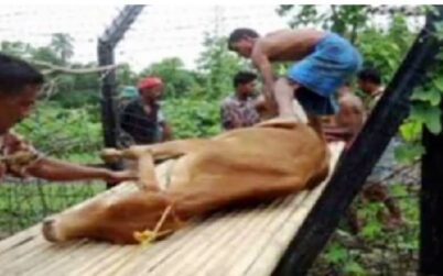 ধর্মপাশায় ভারতের সীমান্তে চুরাই পথে রাতের আধাঁরে গরু আসছে