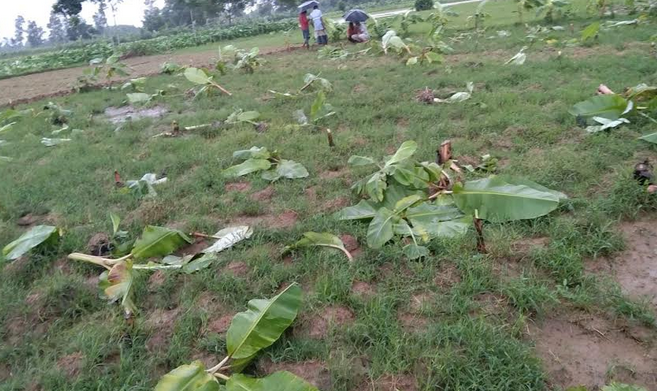 মধুপুরে কলার বাগান কেটে জমি বেদখলের পায়তারা