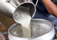 অবিক্রীত থেকে যাচ্ছে অর্ধেক দুধ, খামারিদের মাথায় হাত