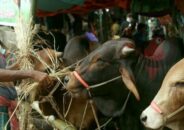 পশুরহাটে বিক্রি বাড়ছে