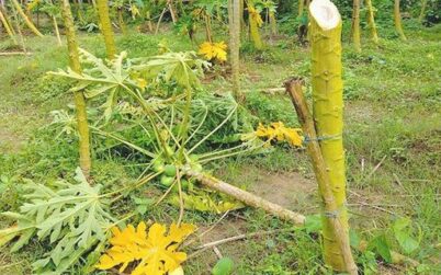 পেঁপে গাছের সঙ্গে শত্রুতা?