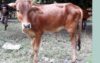 তিন পায়ের অদ্ভুত বাছুরটির দাম ৩ লাখ টাকা