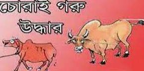 হিজলায় চোরাই গরু উদ্ধার:চোরের পক্ষে সাধু ব্যাক্তিরা