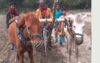 ঘোড়া দিয়ে হাল চাষ করে চলে সংসার