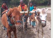 ঘোড়া দিয়ে হাল চাষ করে চলে সংসার