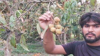কালীগঞ্জে ১ ঘণ্টার ব্যবধানে মারা গেল অর্ধশত লিচুগাছ!