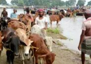 মহেষখলা সীমান্তের চুরাই পথে গরু পাঁচার অব্যহত