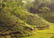 মৌলভীবাজার সুড়ঙ্গের মাটি খুঁড়তে গিয়ে ৪ চা শ্রমিকের মৃত্যু