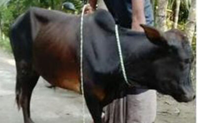 হিজলা গৌরব্দীতে গরু চুড়ির হিড়িক-পুলিশ প্রশাসনের ঘুম সারা