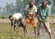 আমন উৎপাদনে বিপর্যয়ের আশঙ্কা কৃষি উৎপাদনে