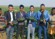 ধর্মপাশায় মিষ্টি কুমড়া চ চাষে স্বাবলম্বী