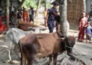বরিশাল হিজলায় ৫ চোরাই গরু উদ্ধার-চোর নিখোজ
