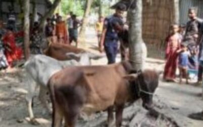 বরিশাল হিজলায় ৫ চোরাই গরু উদ্ধার-চোর নিখোজ