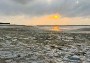 কুয়াকাটা সমুদ্র সৈকত জেলিফিসে সয়লাভ
