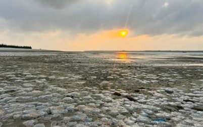 কুয়াকাটা সমুদ্র সৈকত জেলিফিসে সয়লাভ