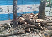 হিজলায় উপজেলায় গাছ কাটার অভিযোগ ইউএনওর বিরুদ্ধে- ইটভাটায় লাকড়ি বিক্রির অভিযোগ