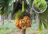 সুপরীর ফলন আর কৃষি সম্প্রসারন অধিদপ্তরের হিসেবে চরম গরমিল