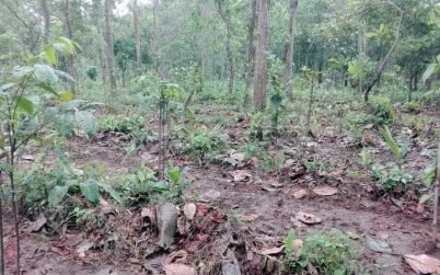 মধুপুর গড়ের বনাঞ্চলে বৈচিত্র্যময় আরবোরেটাম