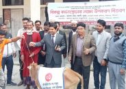 উজিরপুরে বিকল্প কর্মসংস্থানের লক্ষ্যে উপকরণ গরু বিতরণ