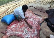 বাবুগঞ্জ রাস্তার পাশে ফেলে যাওয়া কুরবানির চামড়া উদ্ধার করে সংরক্ষণে প্রশাসন