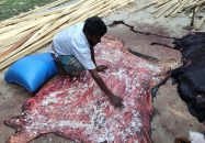 বাবুগঞ্জ রাস্তার পাশে ফেলে যাওয়া কুরবানির চামড়া উদ্ধার করে সংরক্ষণে প্রশাসন